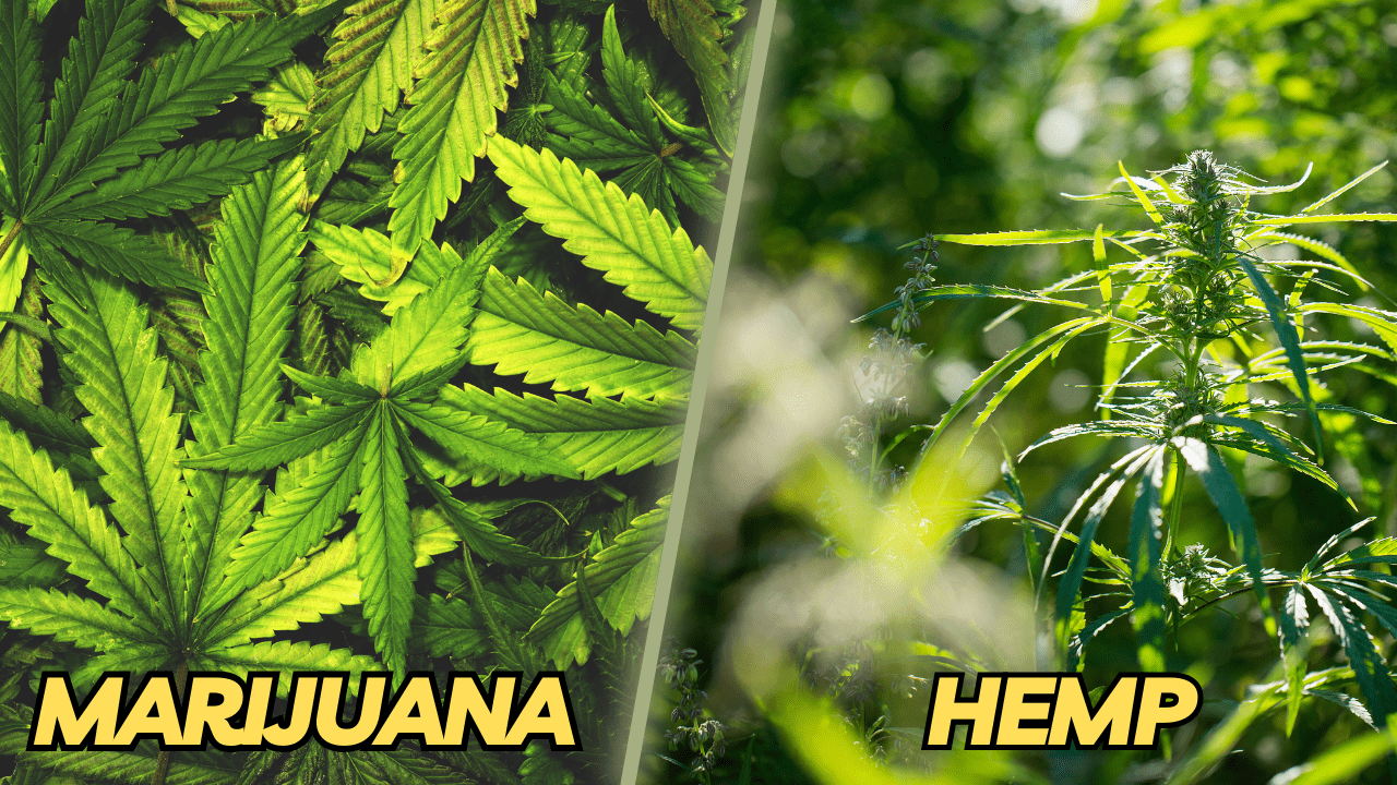 Hemp Vs. Marijuana: What’s The Difference? | CBD Update News