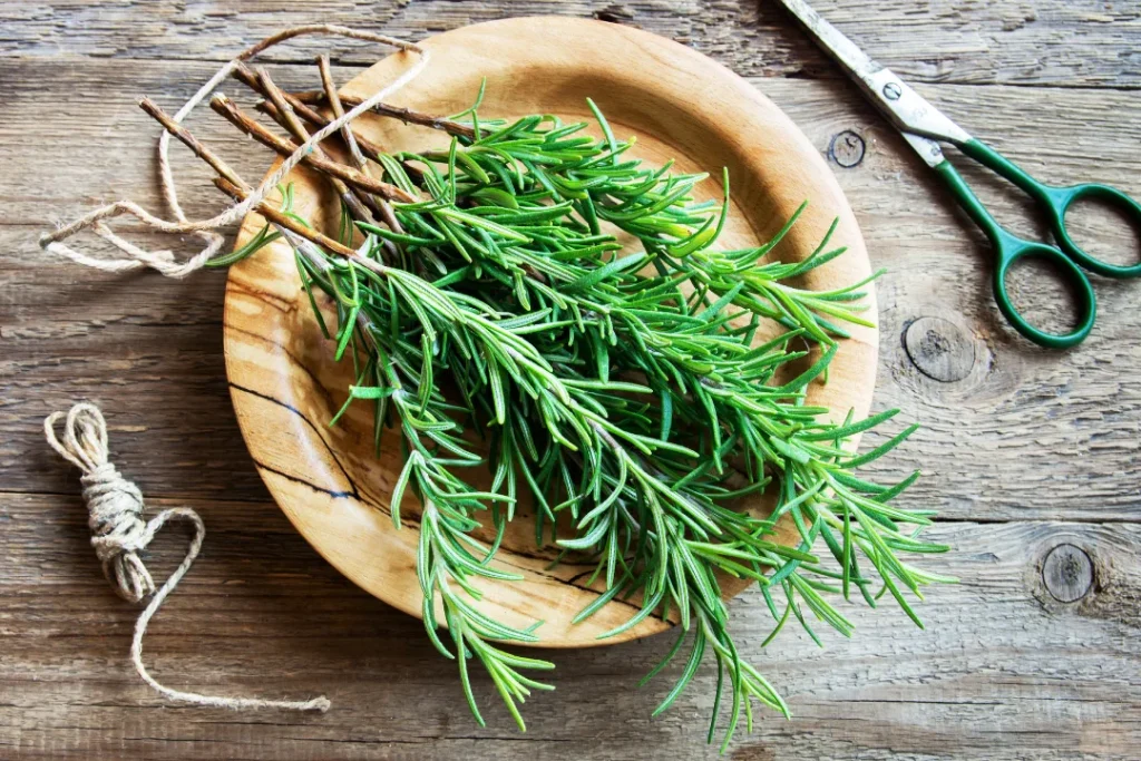  rosemary leaves on a plate with Scissor along it. 